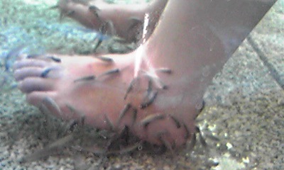 アカ取り魚の群れ